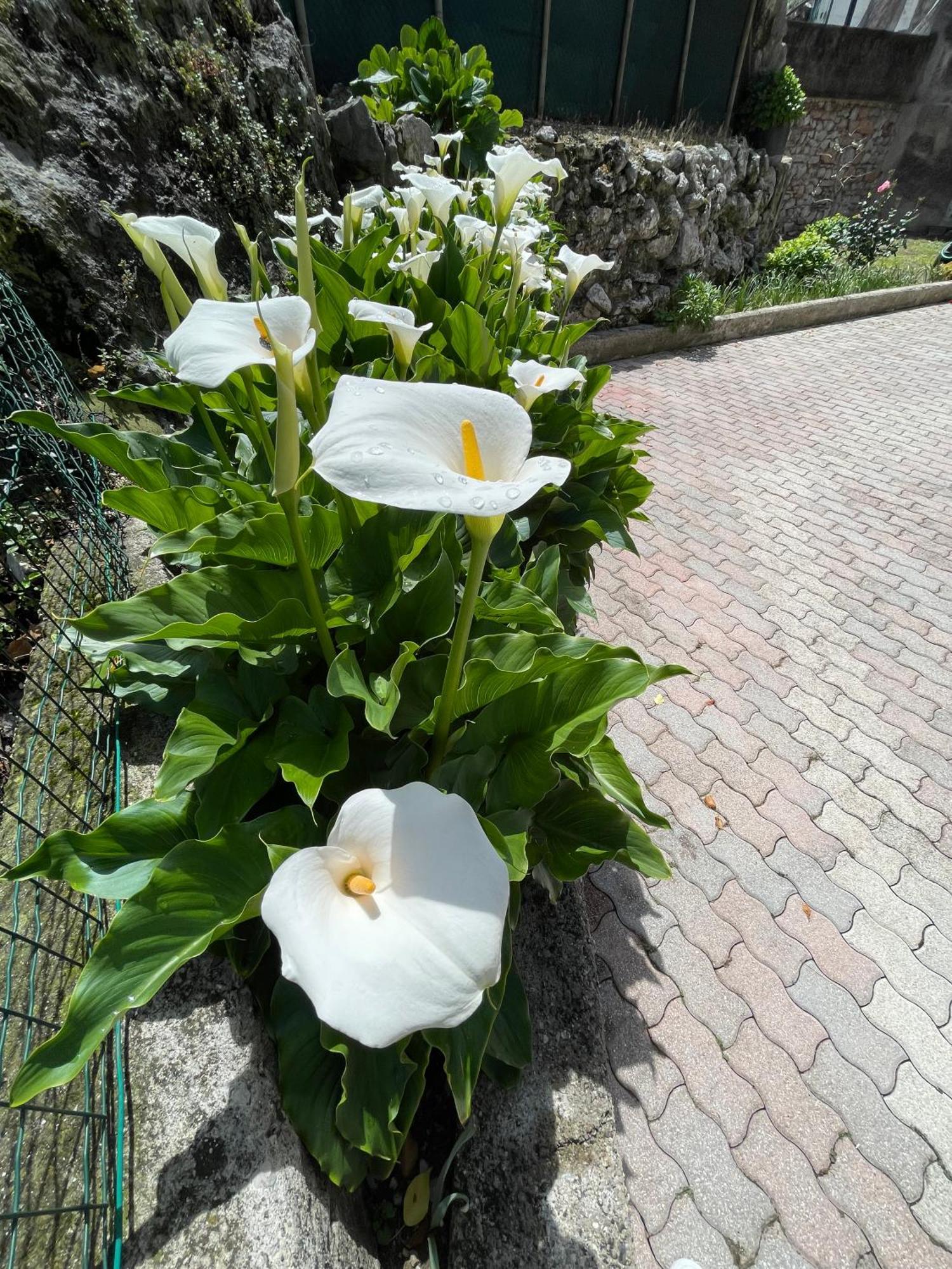 Le Calle Holiday Apartments Torbole Sul Garda Eksteriør bilde